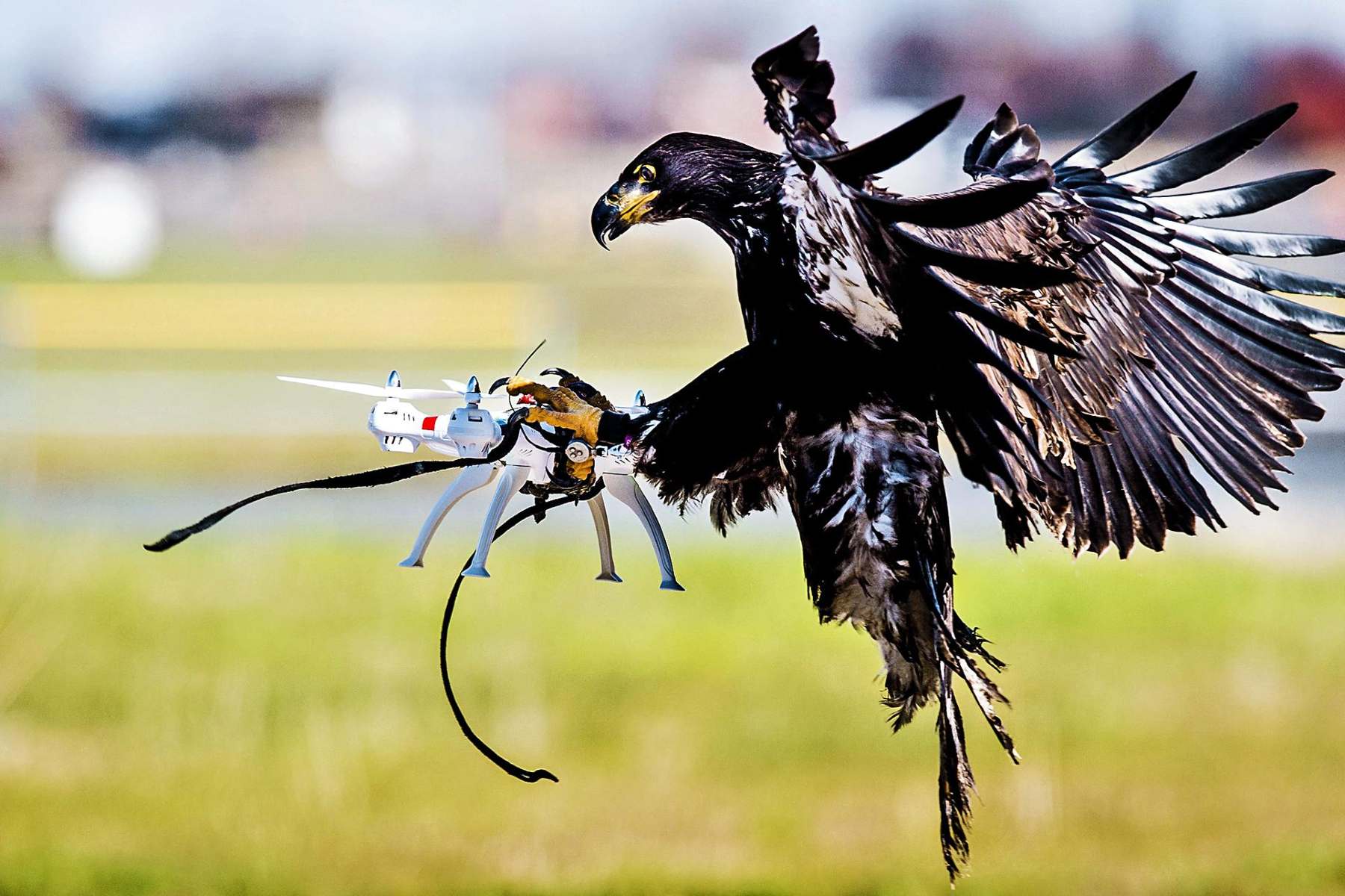 Bird drone interceptors